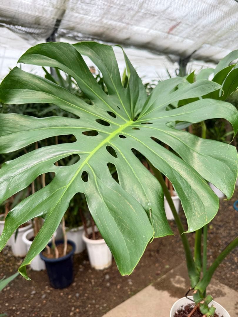 【特級品】モンステラ デリシオーサ 根上り 幹上がり 特大極上苗 7号鉢サイズ