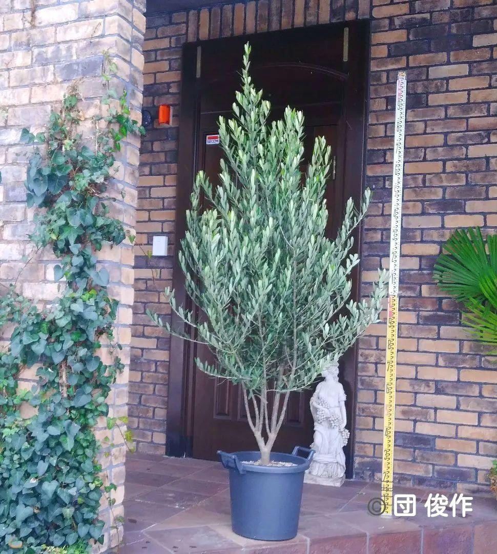 オリーブの木 シプレッシーノ 200cm❗ 大型12号 綺麗な葉色 植え替え済