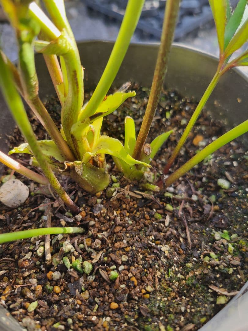 広瀬園芸　クリスマスローズ　多弁