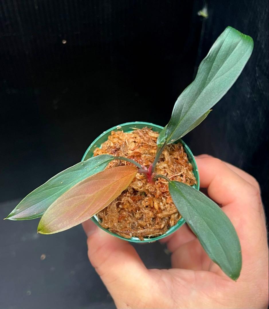 Y*i様 Homalomena sp. “濡烏” 【LA0518-02】　熱帯植