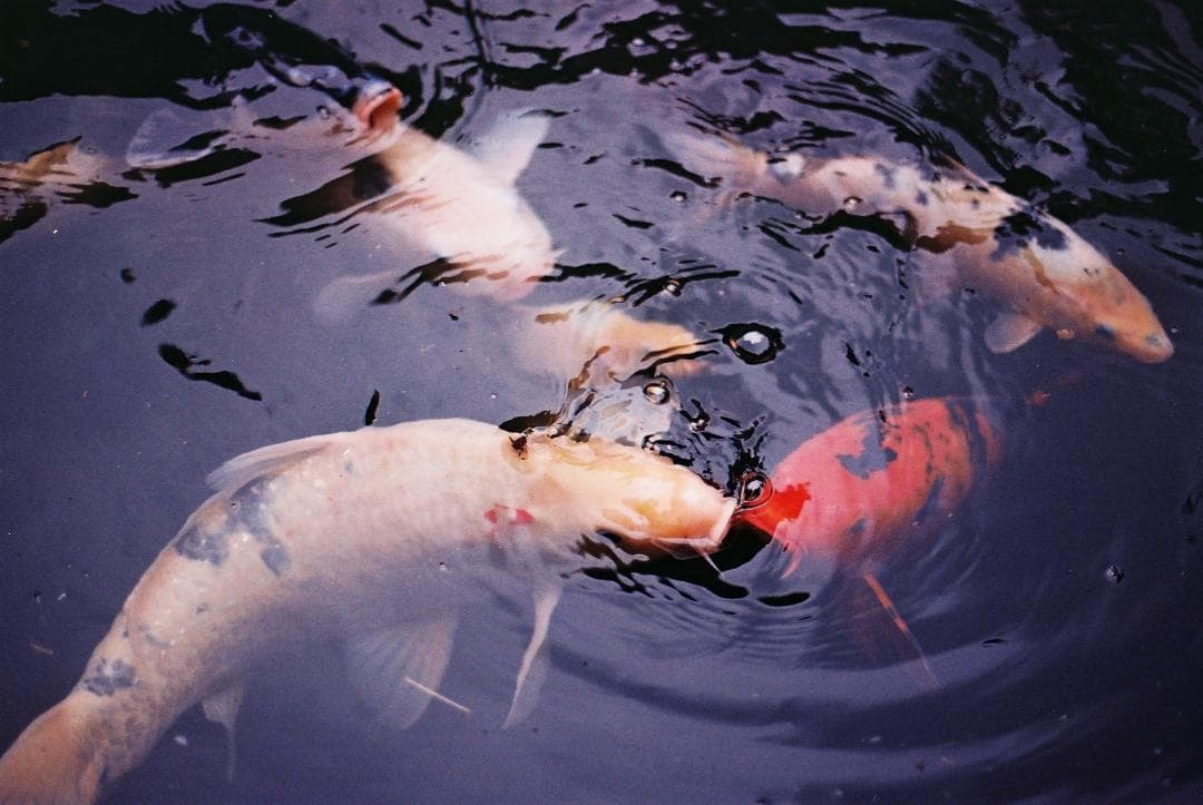 Nikon F5 50周年記念モデル / AF Nikkor 50mm F1.4