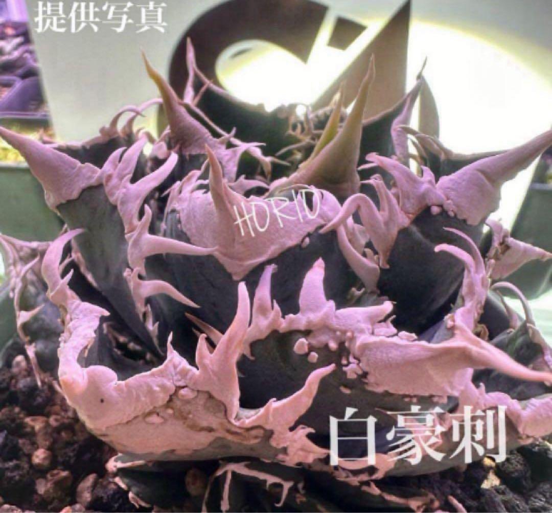 H*C様 【オークション】①選抜　特選　太棘 アガべ　チタノタ　白豪刺　TC 上