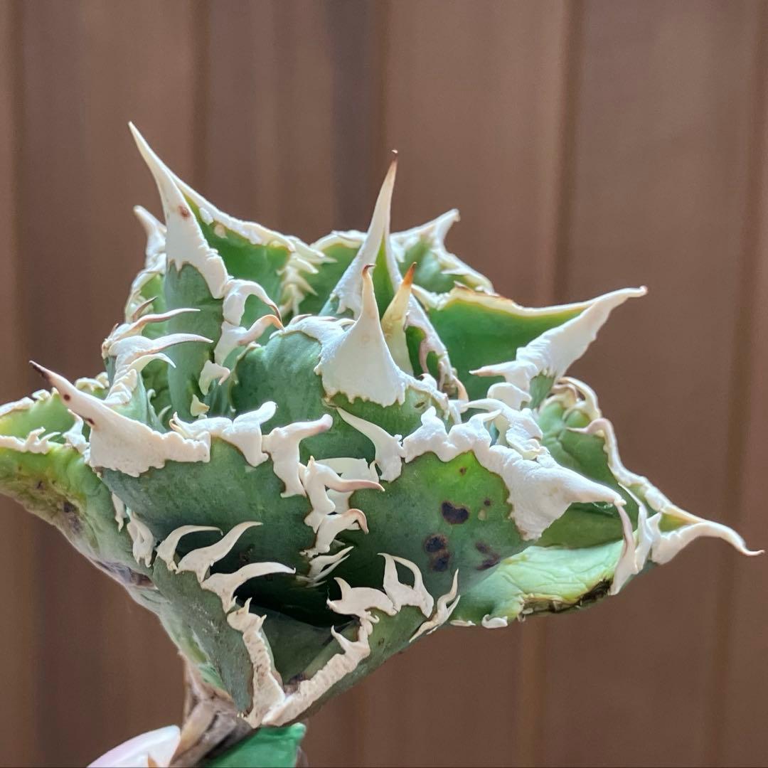 H*C様 【オークション】①選抜　特選　太棘 アガべ　チタノタ　白豪刺　TC 上