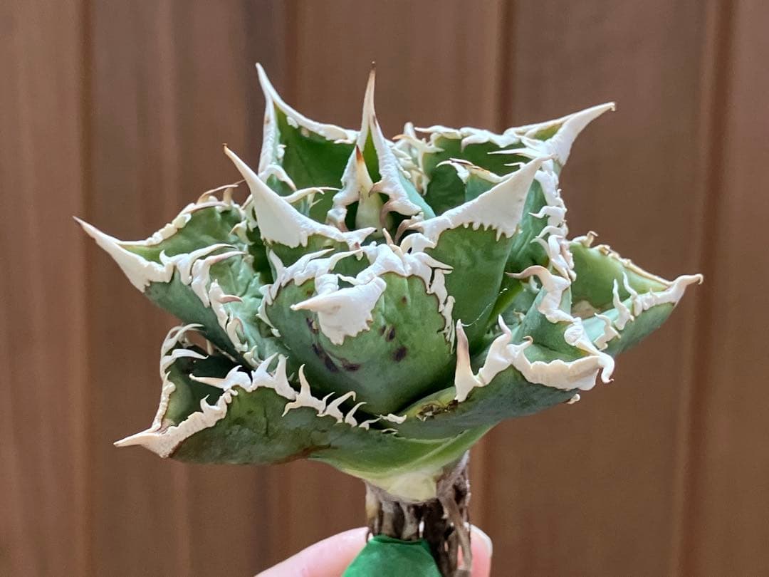 H*C様 【オークション】①選抜　特選　太棘 アガべ　チタノタ　白豪刺　TC 上