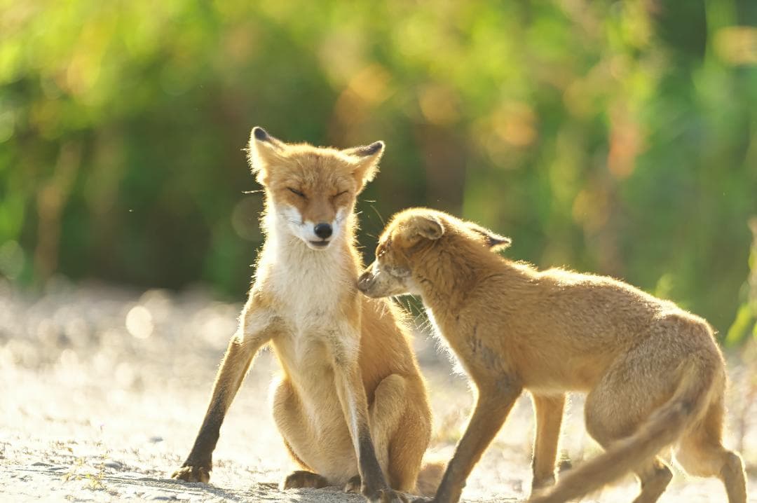 ジャンク　Nikon AF-S NIKKOR ED 600ｍｍｆ４Ｄ