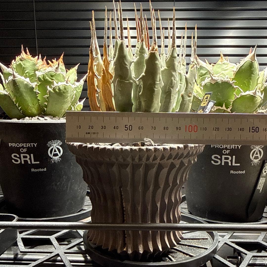 エボリスピナ　現地球　発根済