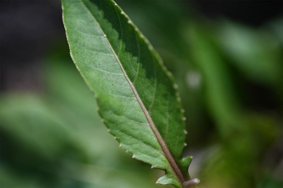 タムロン SP Macro 90mm F2.8 マクロレンズ C/Yマウント