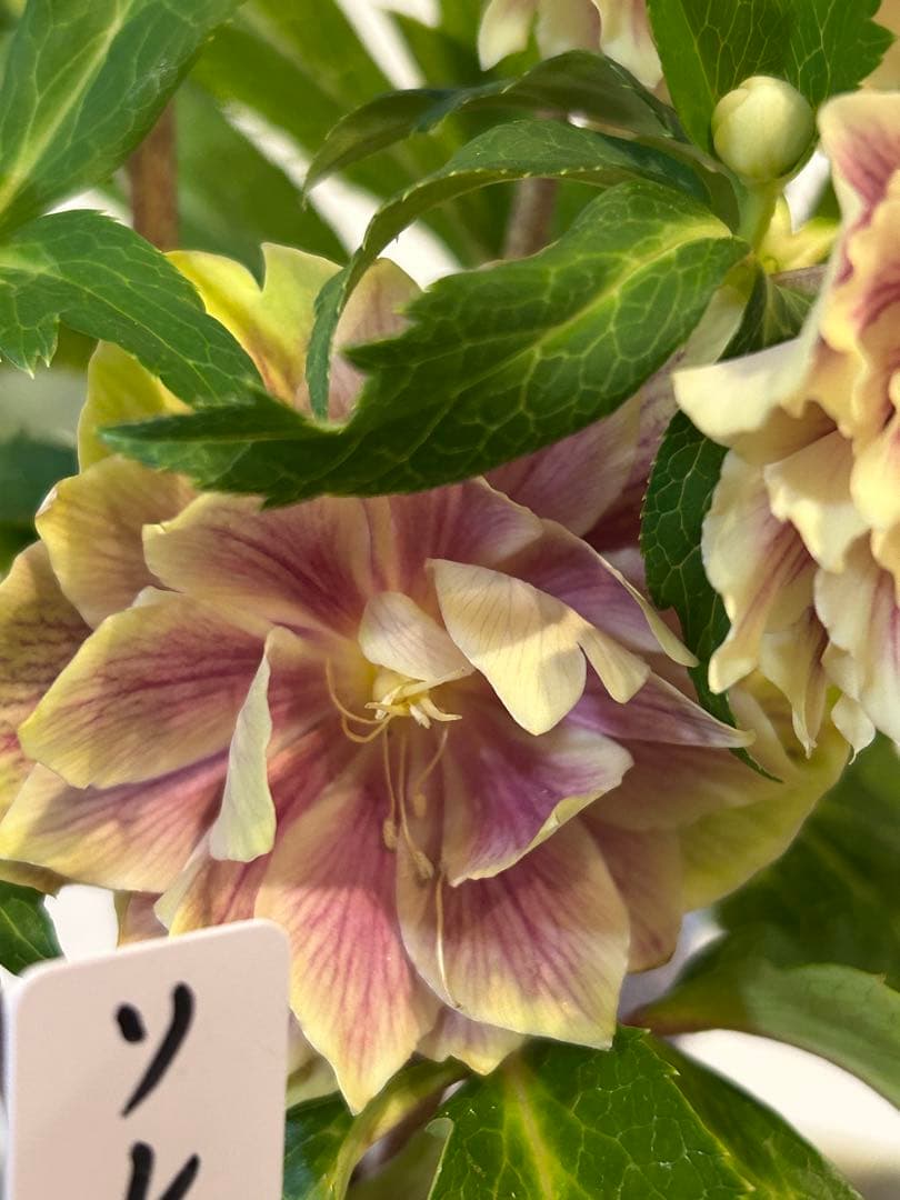 衛*様 クリスマスローズ開花株　ソレイユ　認定札付き