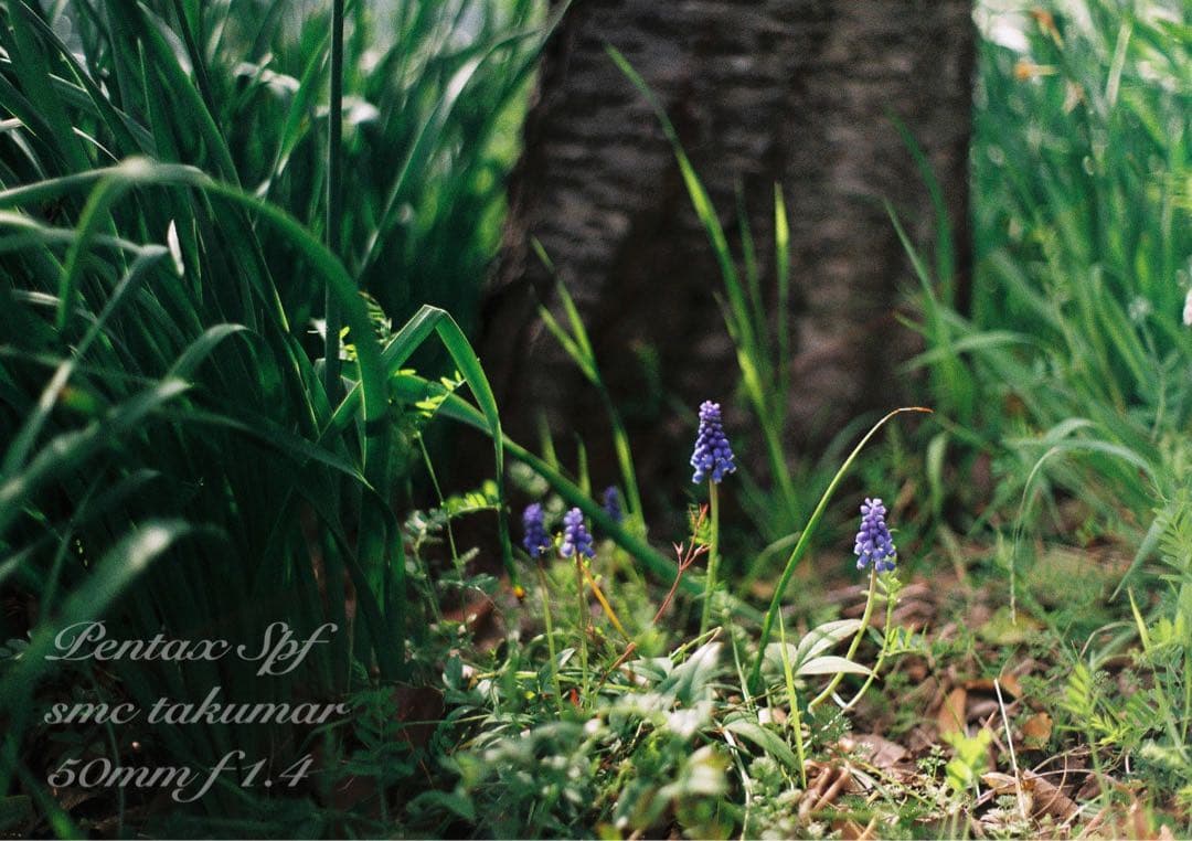 完動品＊美品＊pentax spf&名玉smc f1.4★作例多数！★初期保証