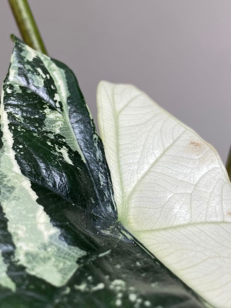 七*草様 【超希少‼️美株✨】アロカシア　シンポ　アルボ　斑入り　白斑　レア　人