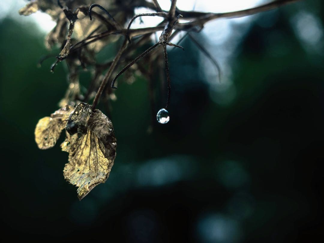 レンズ(単焦点) AstrHori 50mm f/1.8 - f/16