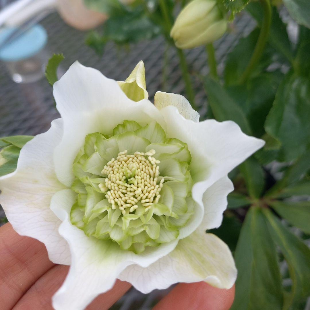 つぼみいっぱい！オリジナルグリーンリップ、2種植え♪クリスマスローズ大苗