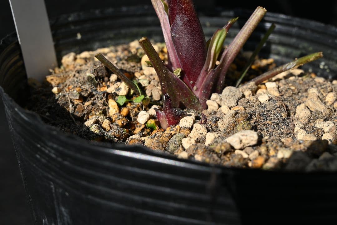 クリスマスローズ　1級品 認定sdキラメキ✩チョコレート　赤軸　赤蕊　加藤農園