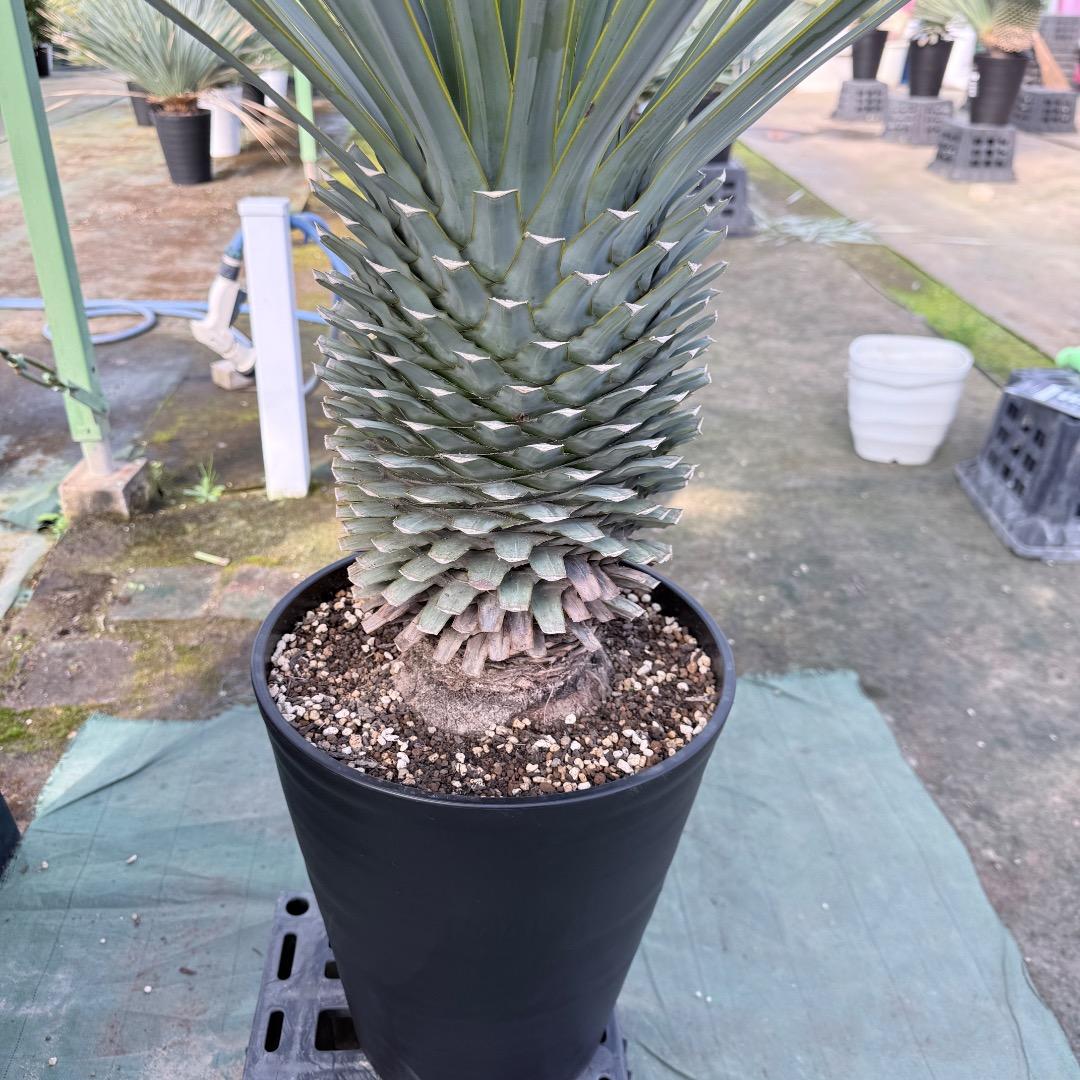 【AL1171】ユッカ　リギダ