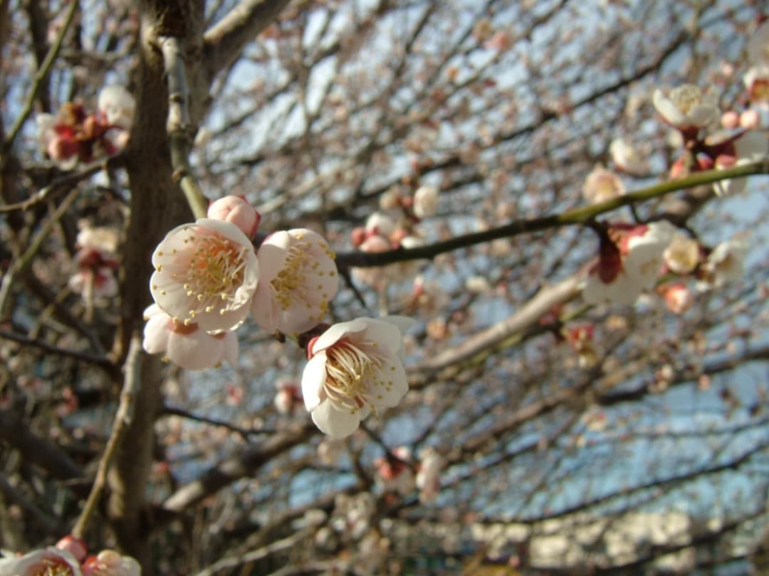 実写良⭕️美品【動作確認済み】富士フィルム FinePix F700 デジカメ