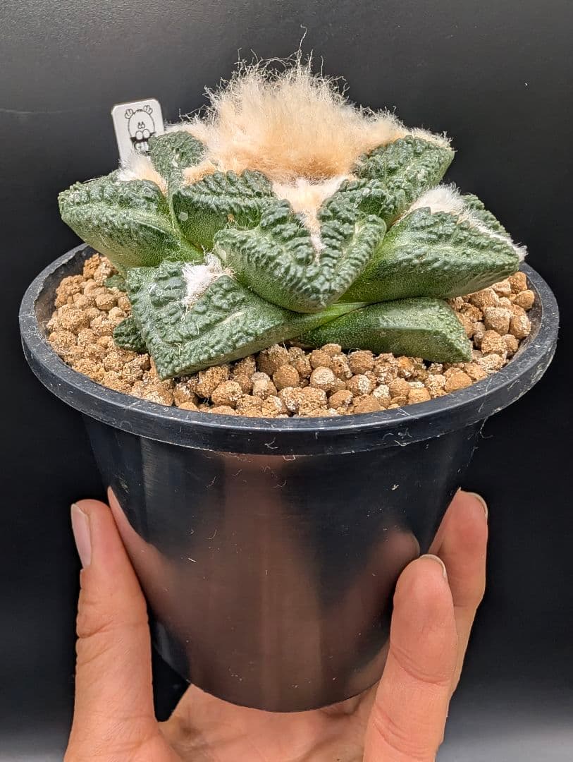 み*ん様 亀甲牡丹 国内実生 鉢植え メルカリ便送料込み