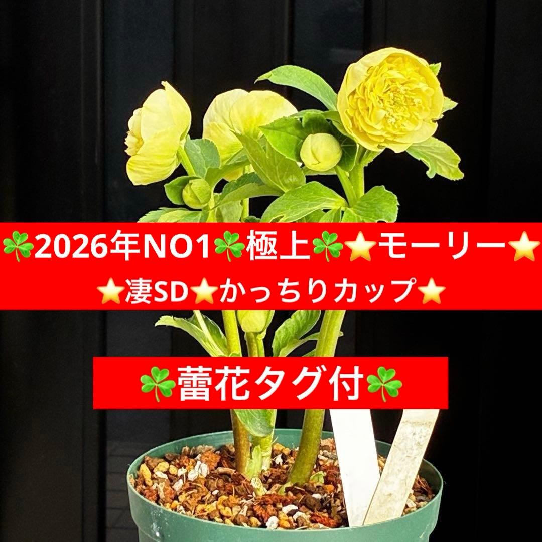 ム*ク様 3557☘️蕾花タグ付☘️2026年NO1☘️極上☘️⭐️モーリー⭐️