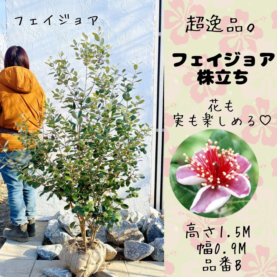超逸品。フェイジョア株立ち1.5M(鉢底から)品番A