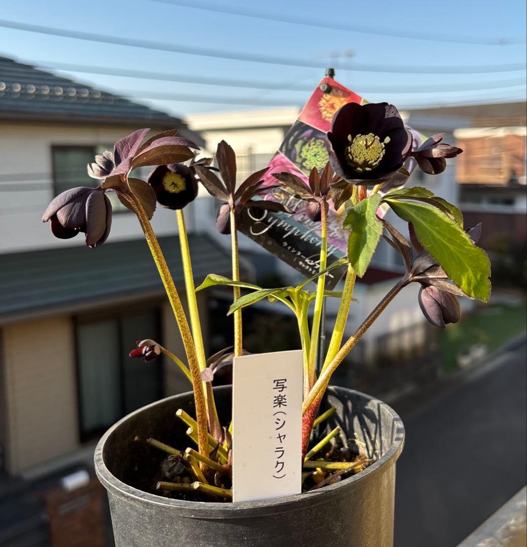 まい様ご購入品　クリスマスローズ　広瀬園芸　写楽　計2点　現品　匿名発送