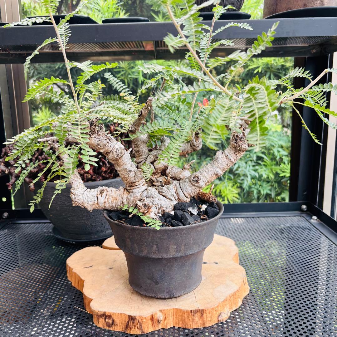 短期間限定超特価！ 低重心 大株 ボスウェリア ネグレクタ 現地球 船串篤司