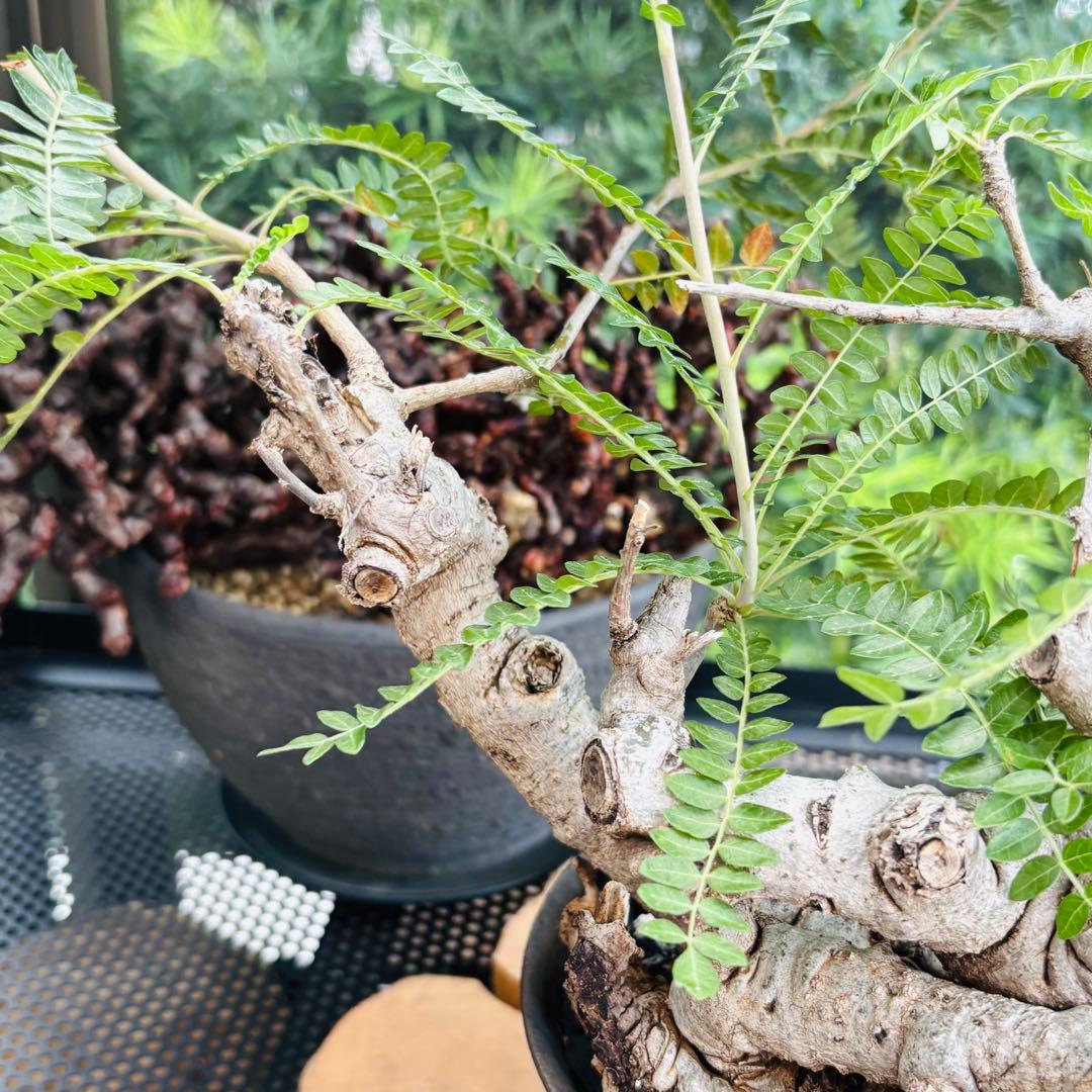 短期間限定超特価！ 低重心 大株 ボスウェリア ネグレクタ 現地球 船串篤司