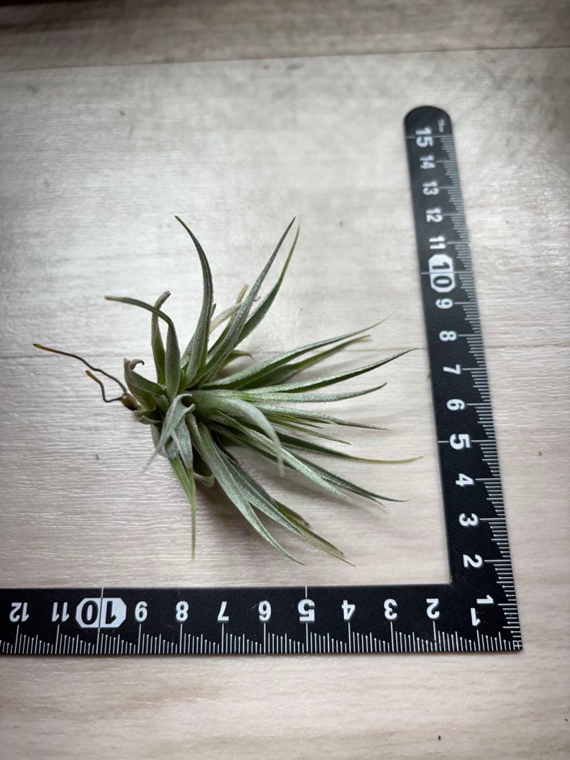 お*り様 Tillandsia.roseiflora