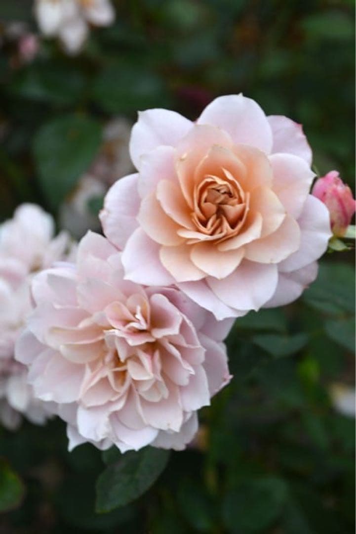 cake様用　バラ苗販売ページ5