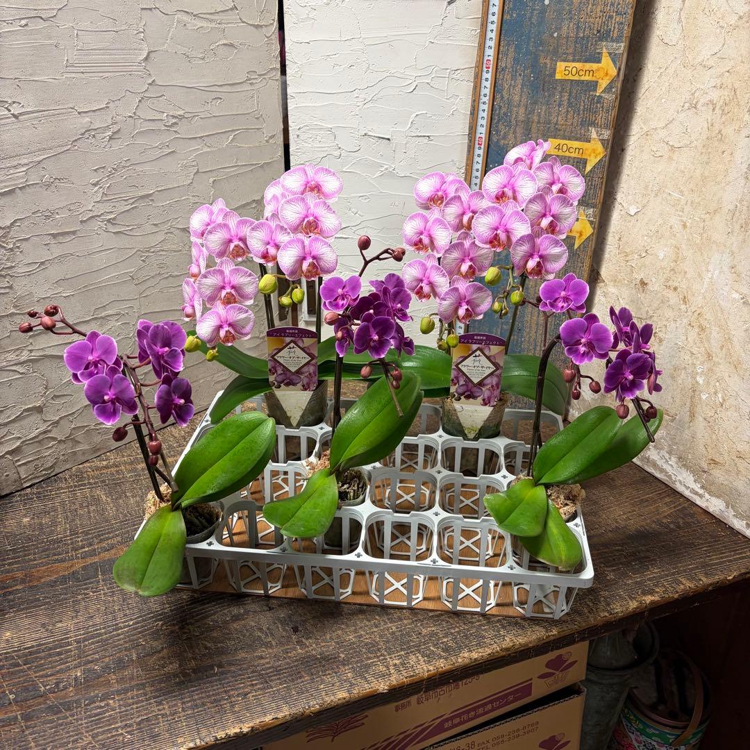 【特選】　胡蝶蘭　ファレノプシス　2種5ポット
