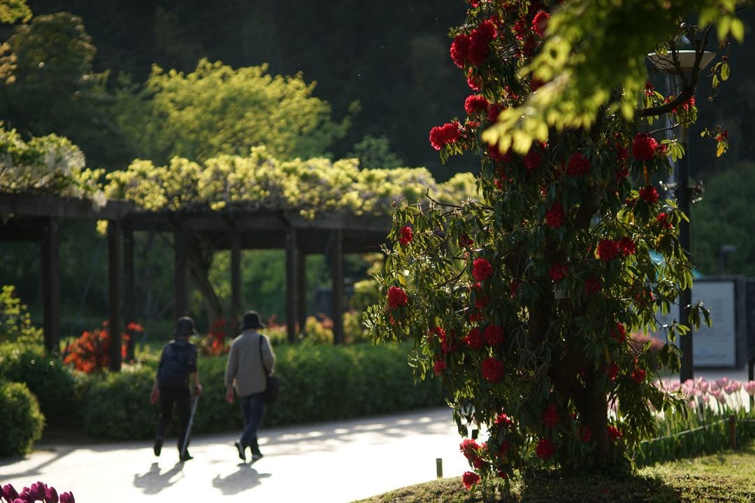 作例付き　日本光学　NIKON AUTO 135mm F2.8 管mpr