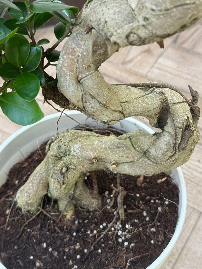 ☆ ガジュマル♪ 沖縄産原木◦太幹ねじり 80cm ⑦号♪