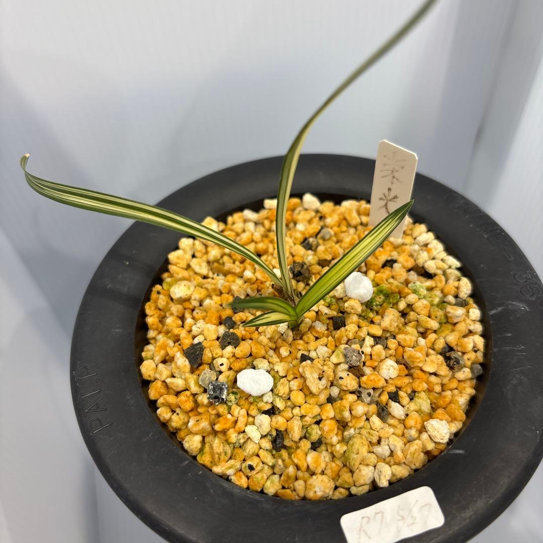 春蘭　韓国春蘭　栄光No.8 掘り出し物SALE