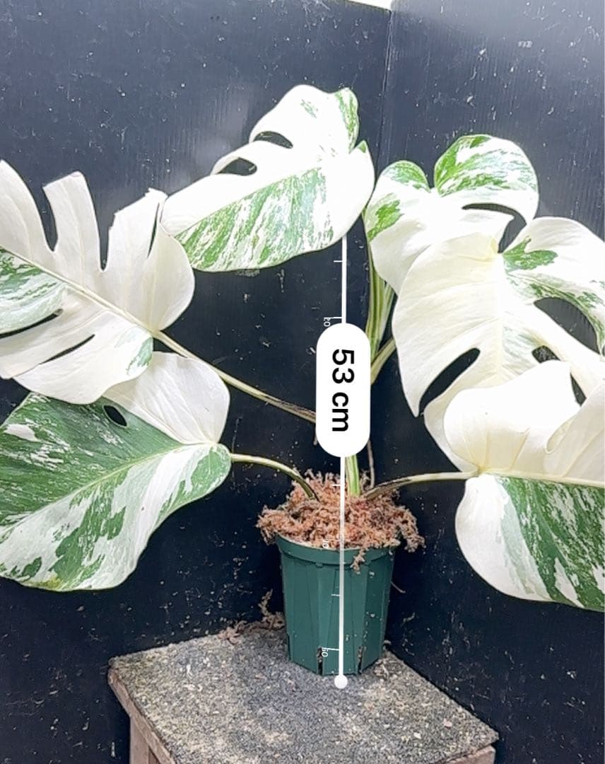 わ*か様 斑入りモンステラ ホワイトタイガー極美大株53cm白斑多