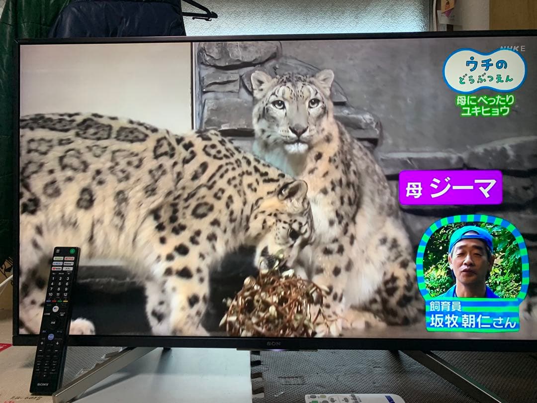 ソニー 43V型 液晶 テレビ ブラビア KJ-43X8500G