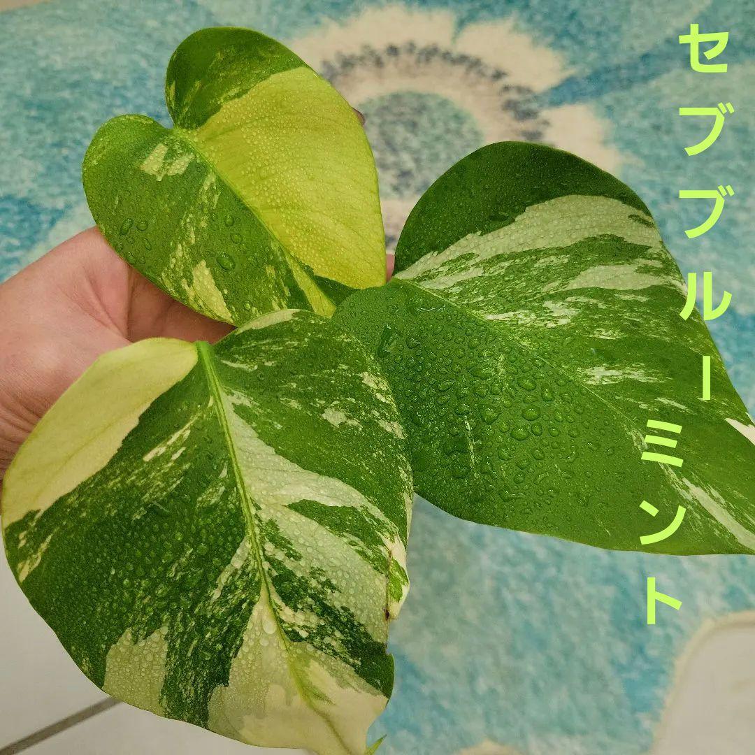 最終値下げ！斑入りモンステラ☆希少最高セブブルーミント☆トップカット発根済み