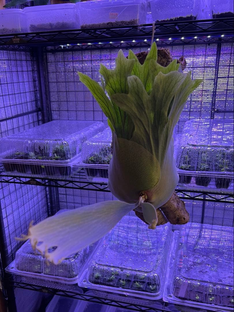 ビカクシダ Banna#A 大株 コルク付け