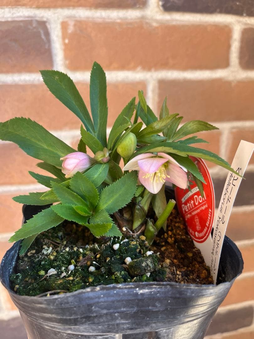 横山園芸　クリスマスローズ　ベビードール