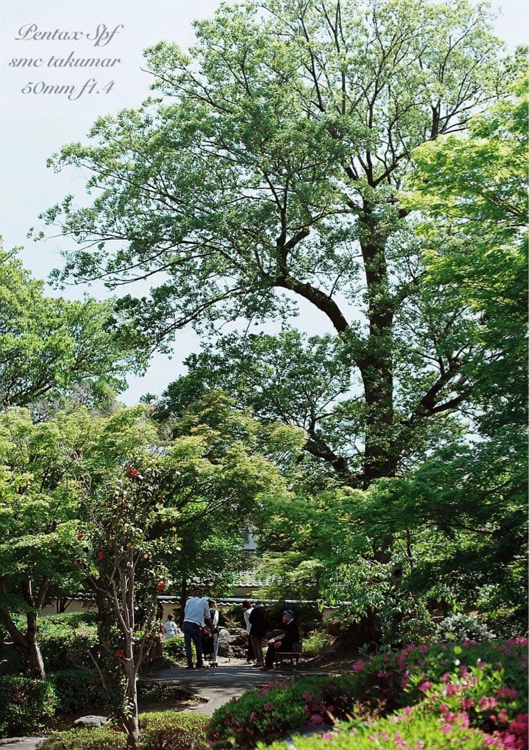 完動品＊美品＊pentax spf&名玉smc f1.4★作例多数★初期保証付き