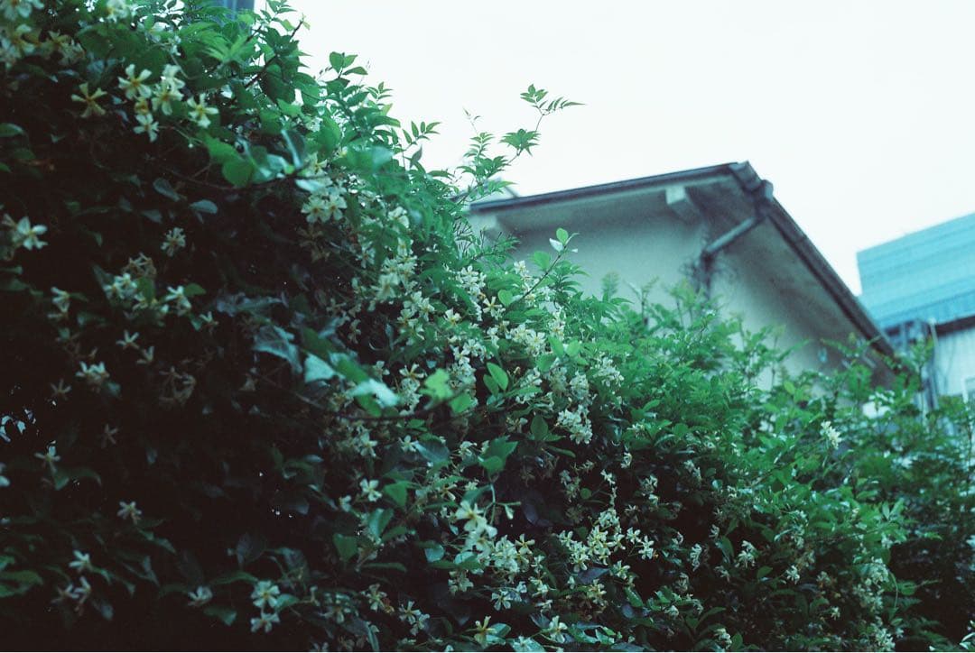 Kodak Retina Ⅲc 小窓