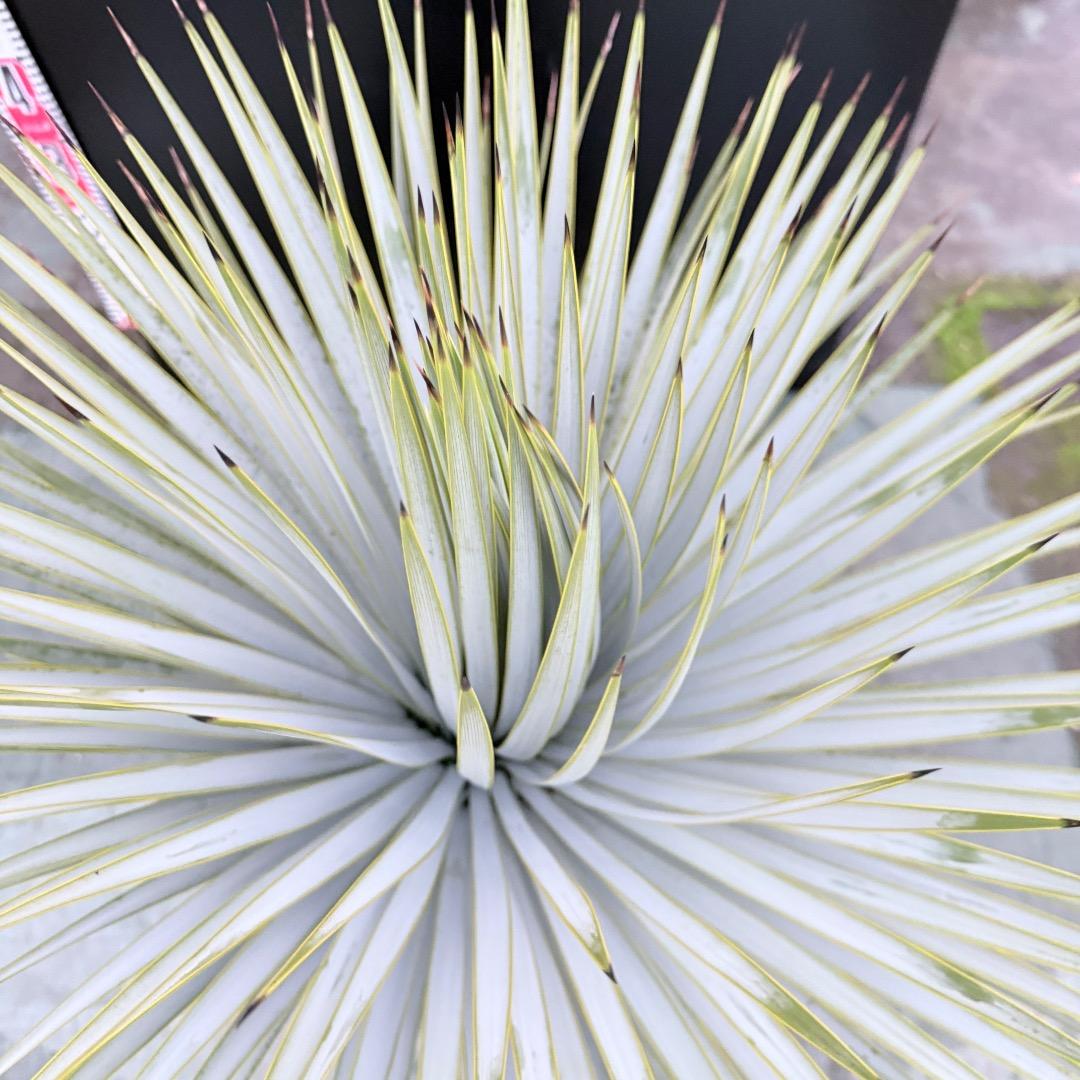 ノ*リ様 【AL1143】ユッカ　ロストラータ　24cm鉢