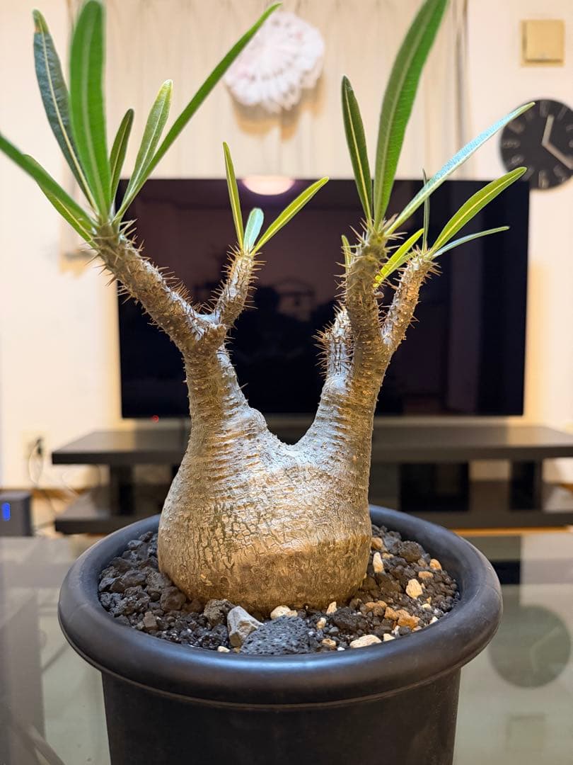 パキポディウムグラキリス　現地球　発根済