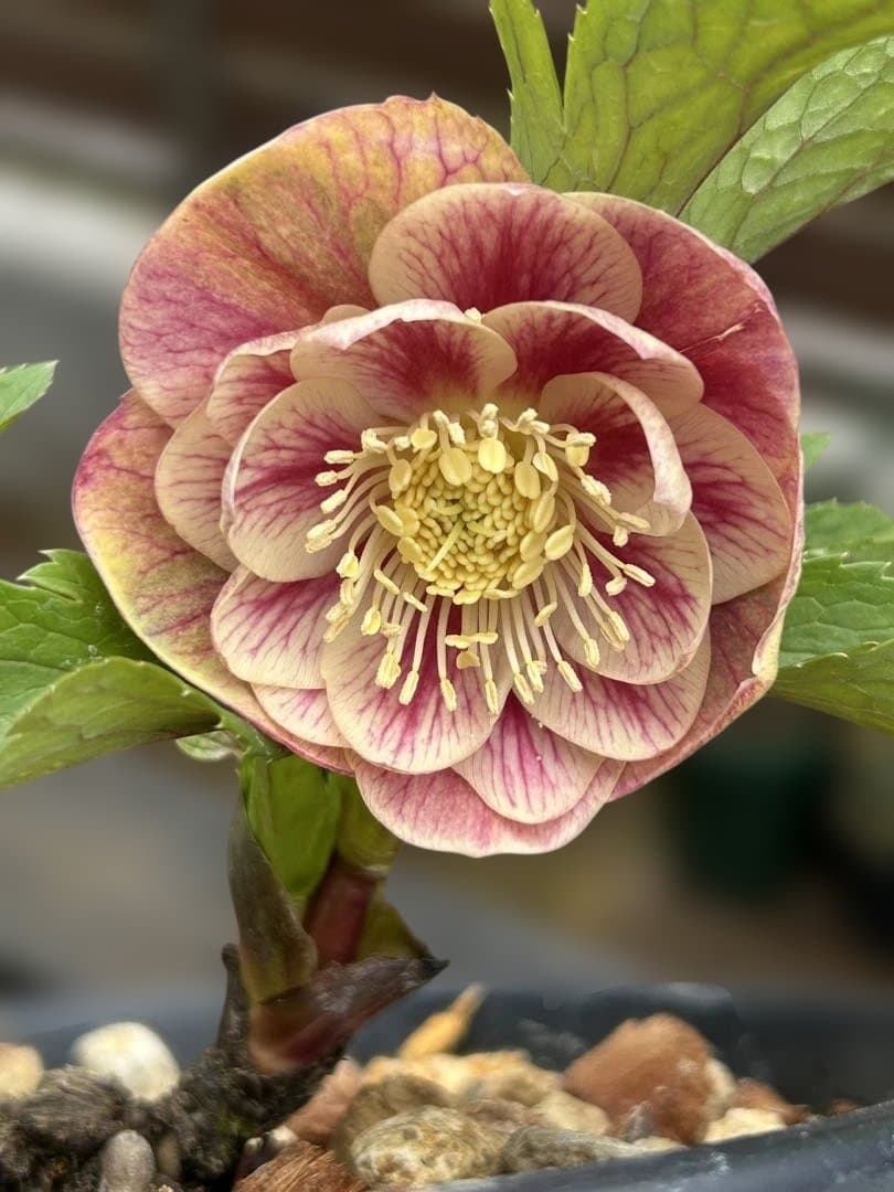 ラ*ズ様 クリスマスローズ　オーレア苗