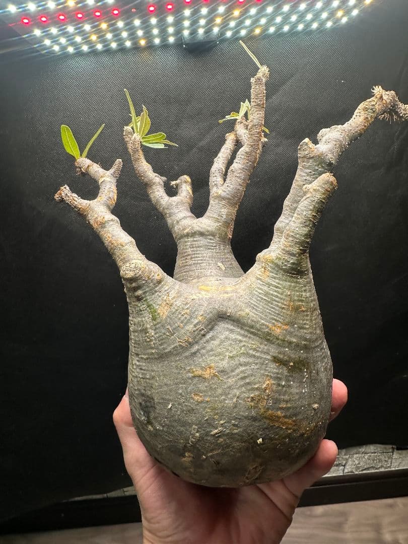 【パキポディウム_グラキリス】グラキリス 現地球 超特大サイズ 32