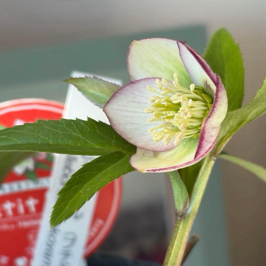 【横山園芸】クリスマスローズ ベビードール（プチドール）《1/10》ピコティ