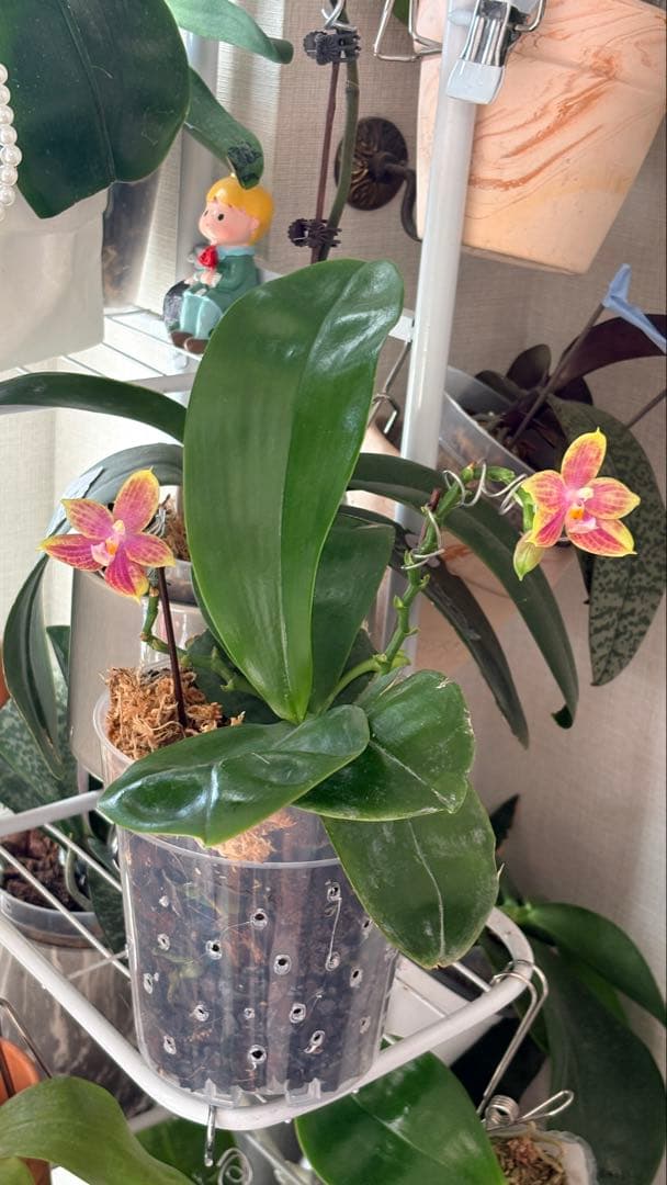 【希少・大株】胡蝶蘭　花茎3本 開花中 つぼみ付き ファレノプシス 原種交配種