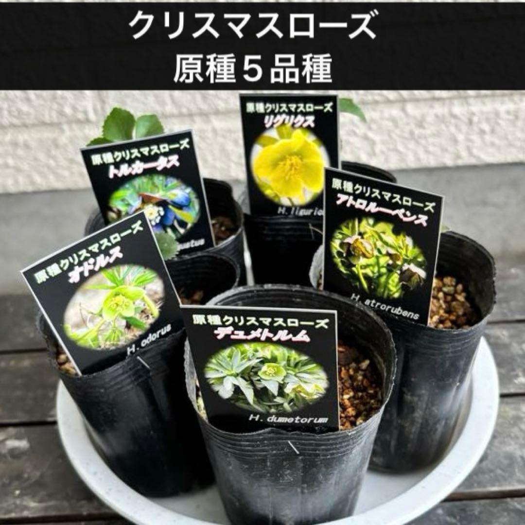クリスマスローズ　原種　アトロルーベンス　デュメトルム　など　交配