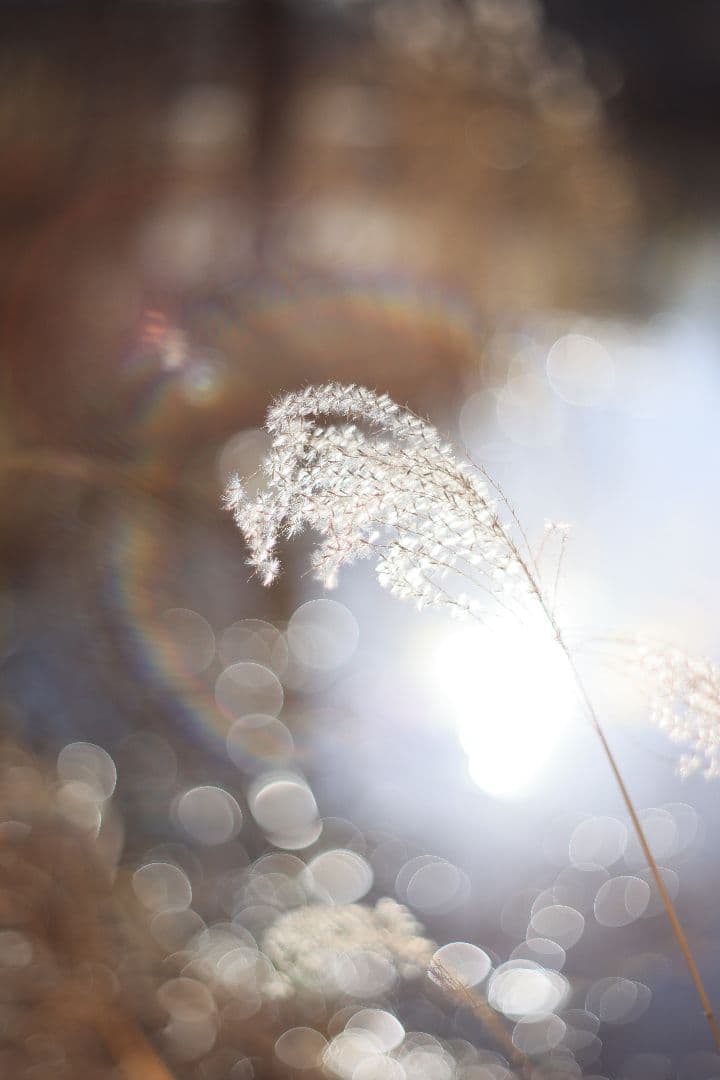 Super-Takumar 55mm F1.8 初期型 S/N：834345