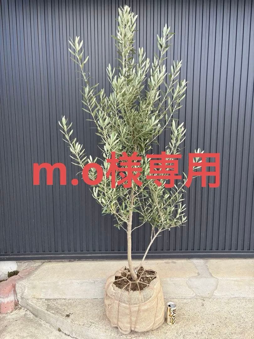■オリーブ■シプレッシーノ■シンボルツリー■