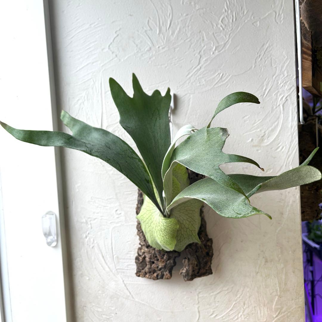 S*様 ビカクシダ　ペドロタツタ　コルク付け