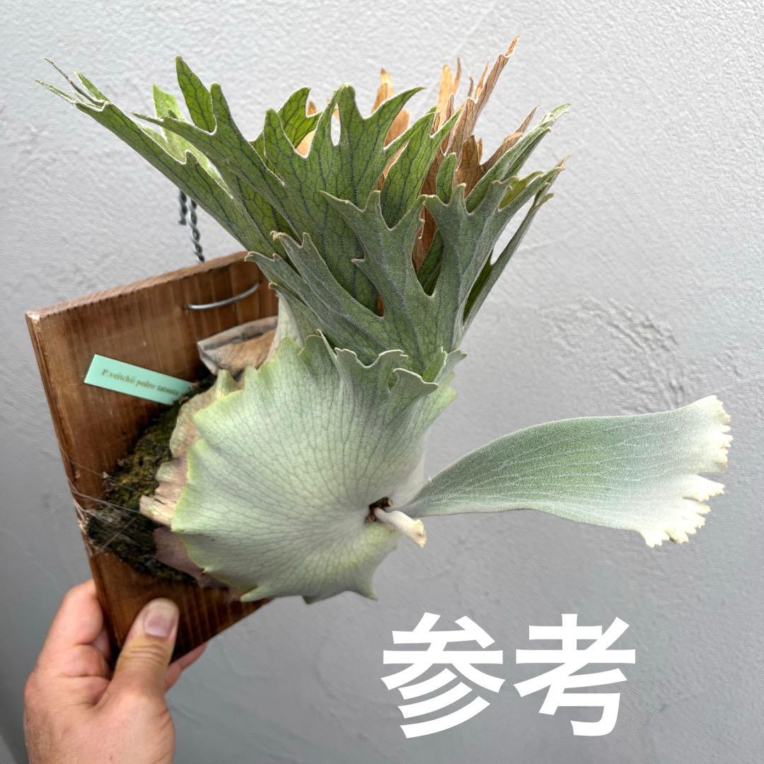 S*様 ビカクシダ　ペドロタツタ　コルク付け