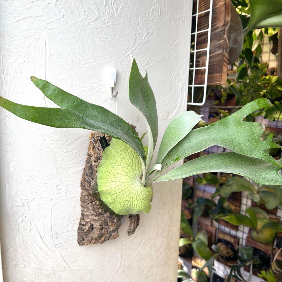 S*様 ビカクシダ　ペドロタツタ　コルク付け